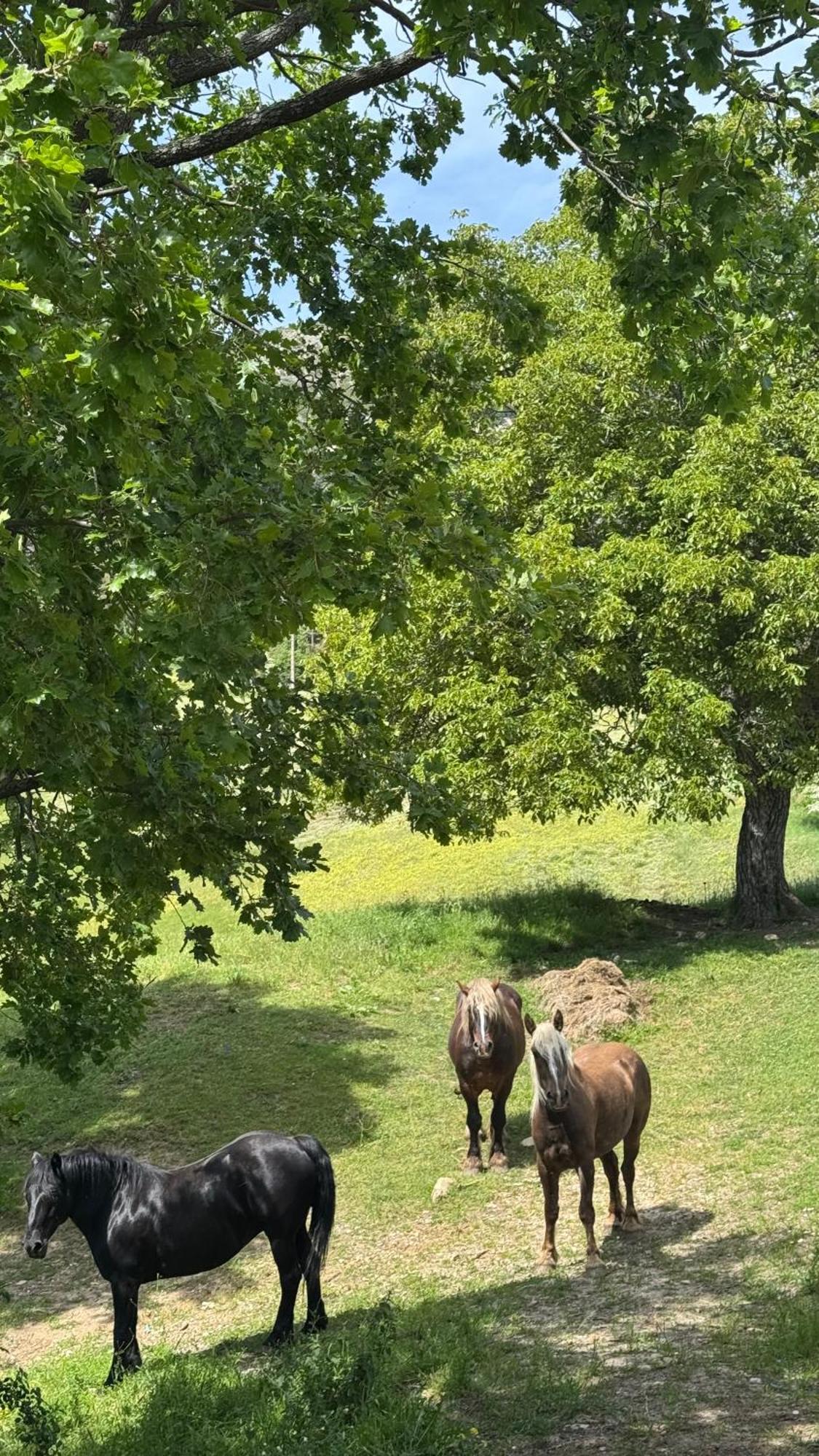 Ferme De Sejour Rebuffel Séjour à la ferme *