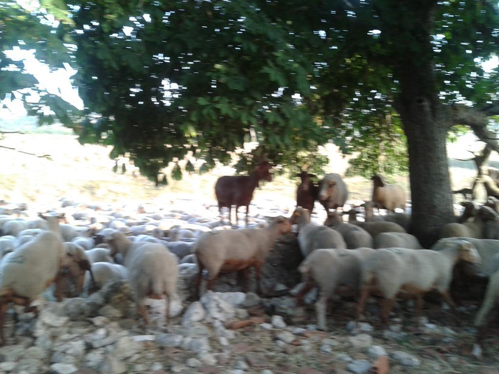 Ferme De Sejour Rebuffel La Roque-Esclapon