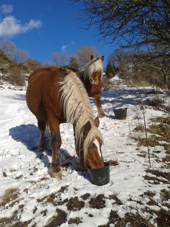 Ferme De Sejour Rebuffel Farm stay La Roque-Esclapon